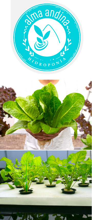 Sistema hidropónico NFT de lechugas